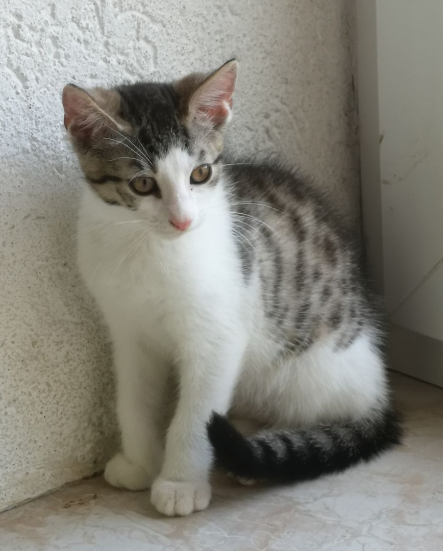 Katzenbabys suchen neues Zuhause 