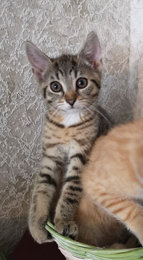 Katzenbabys suchen neues Zuhause 