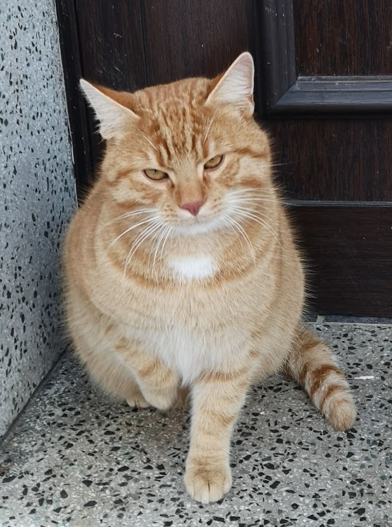 Katzenbabys suchen neues Zuhause 