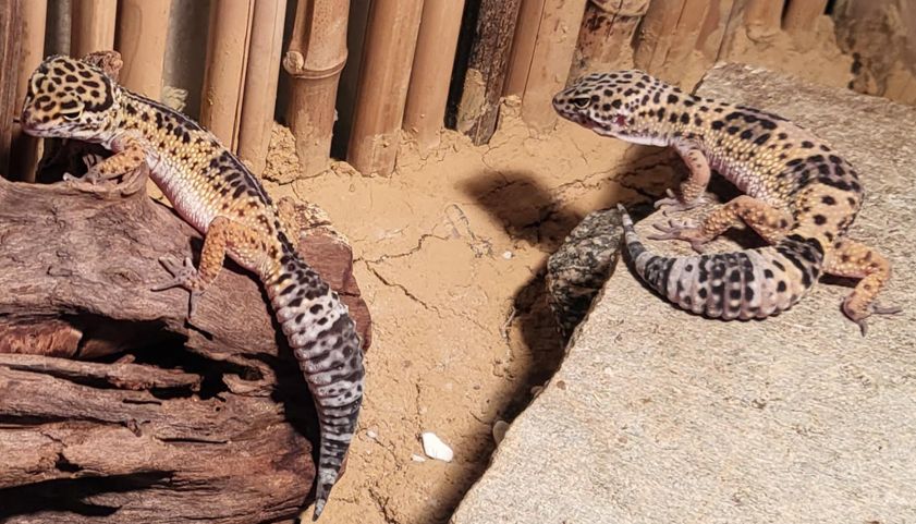 2 Leopardgecko Weibchen