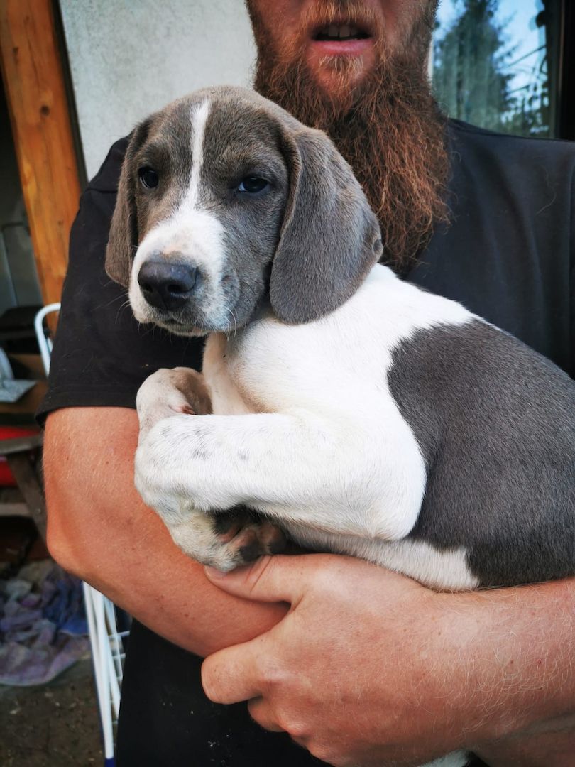 Russische Bracke gekreuzt mit Deutschem Wachtel Hund Welpen zu verkaufen