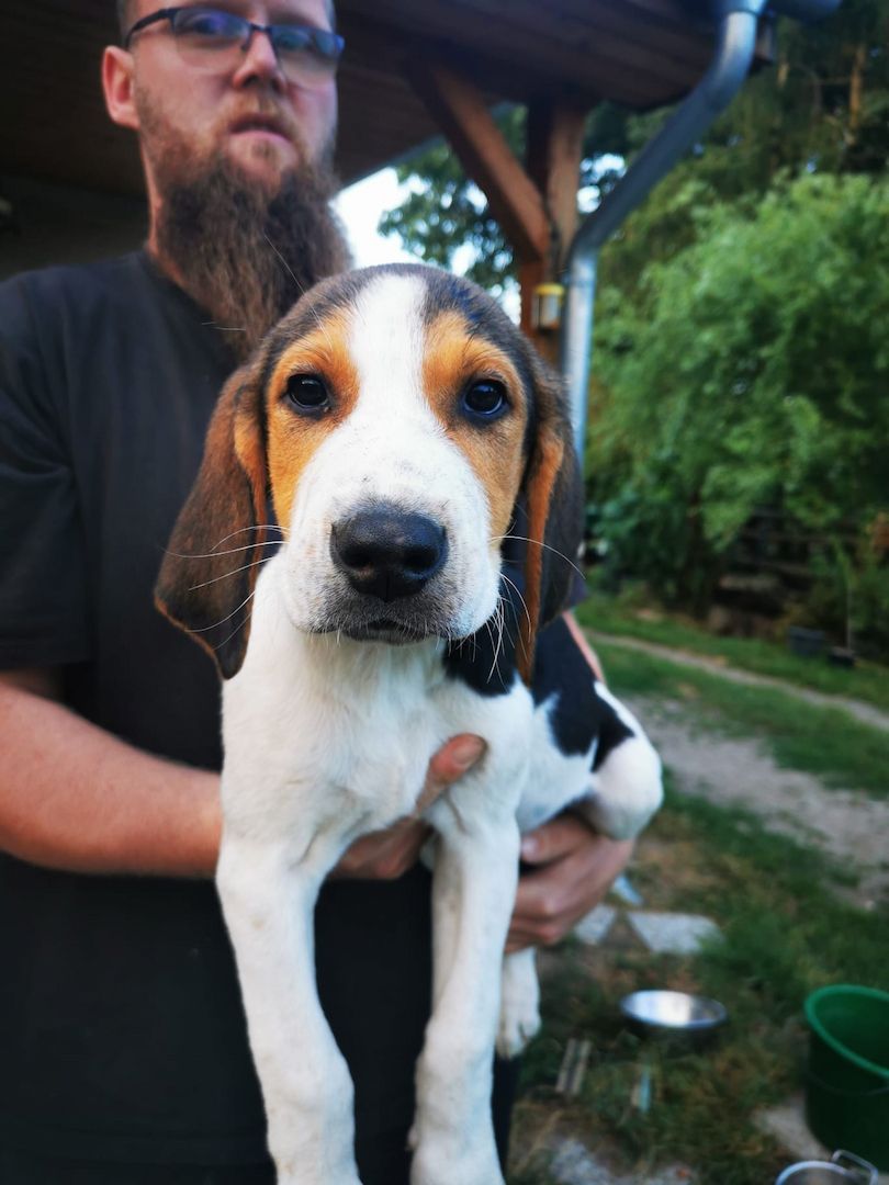 Russische Bracke gekreuzt mit Deutschem Wachtel Hund Welpen zu verkaufen