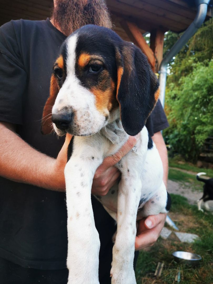 Russische Bracke gekreuzt mit Deutschem Wachtel Hund Welpen zu verkaufen