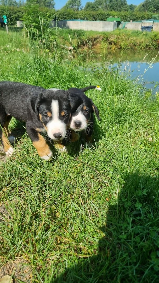 Appenzeller  Welpen Appenzeller  Welpen