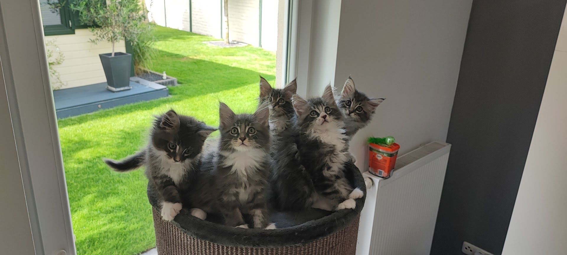 Maine Coon Kitten aus Schwalmtal