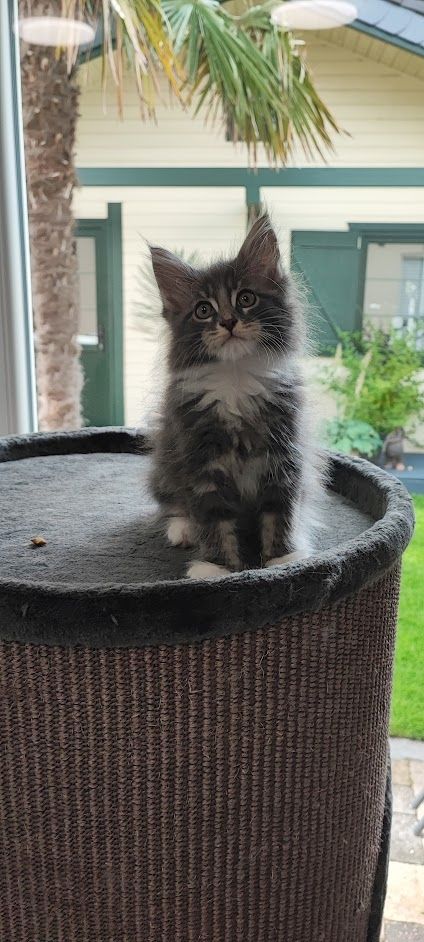 Maine Coon Kitten aus Schwalmtal