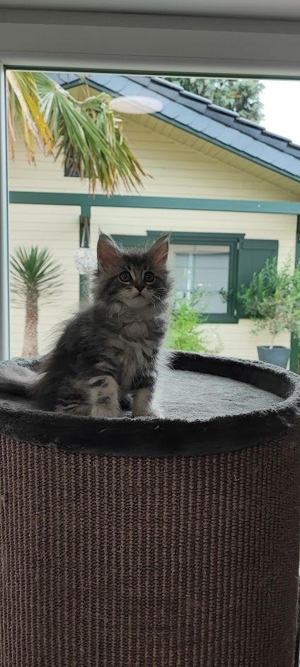 Maine Coon Kitten aus Schwalmtal