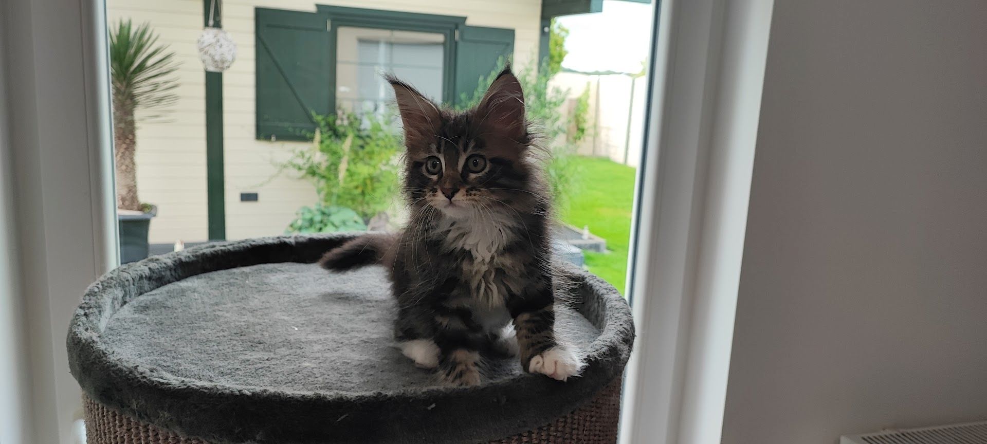 Maine Coon Kitten aus Schwalmtal