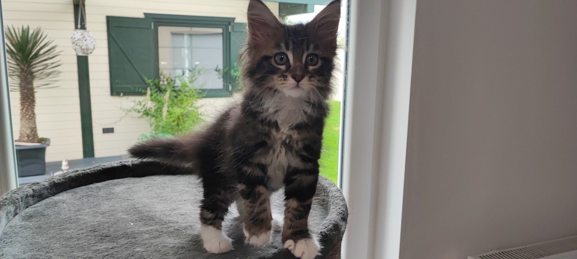 Maine Coon Kitten aus Schwalmtal