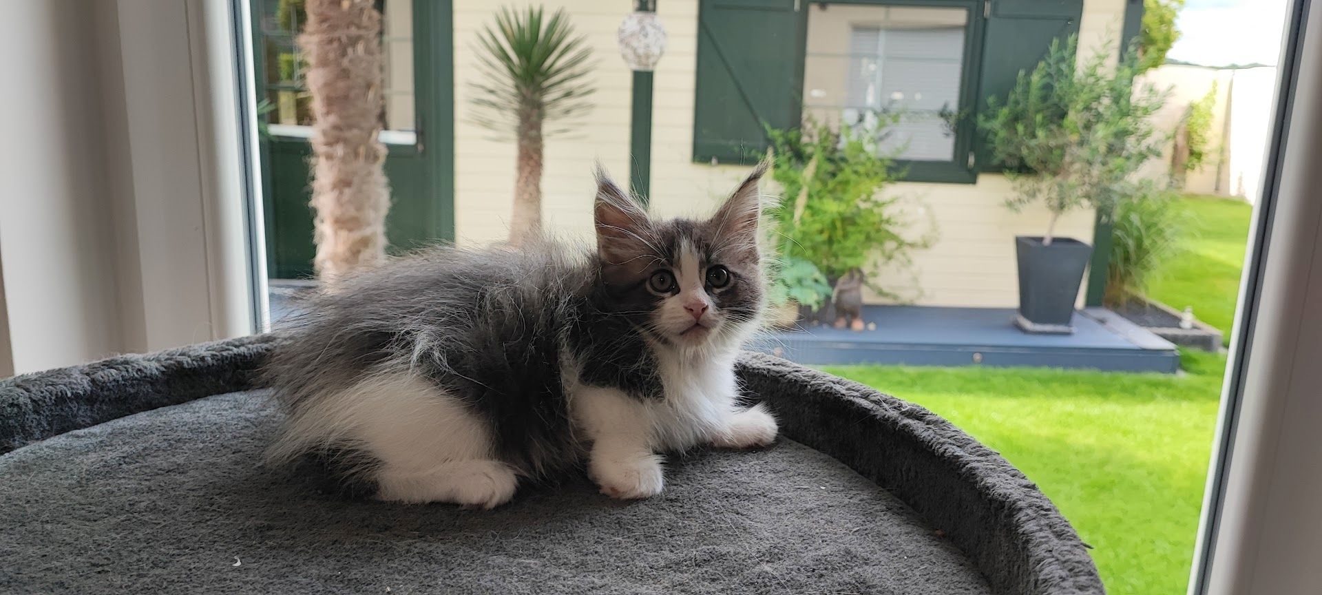 Maine Coon Kitten aus Schwalmtal