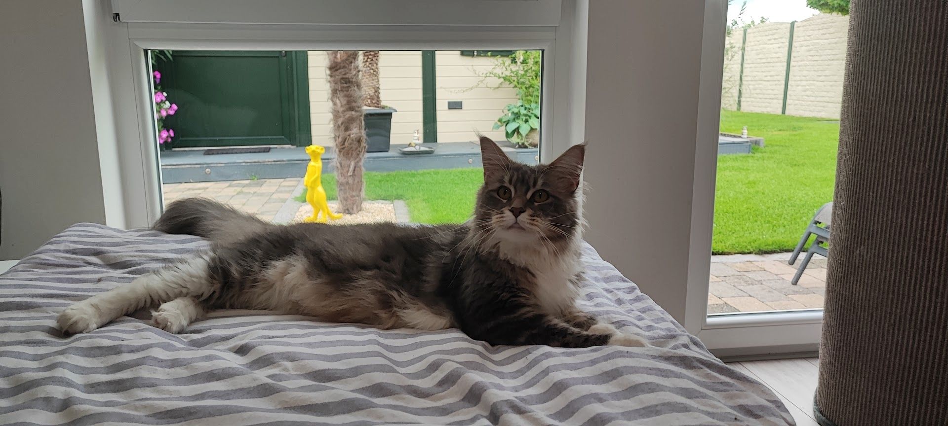 Maine Coon Kitten aus Schwalmtal