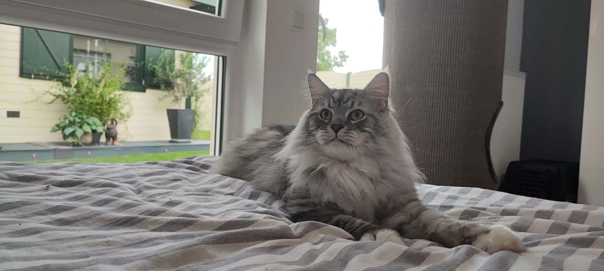 Maine Coon Kitten aus Schwalmtal