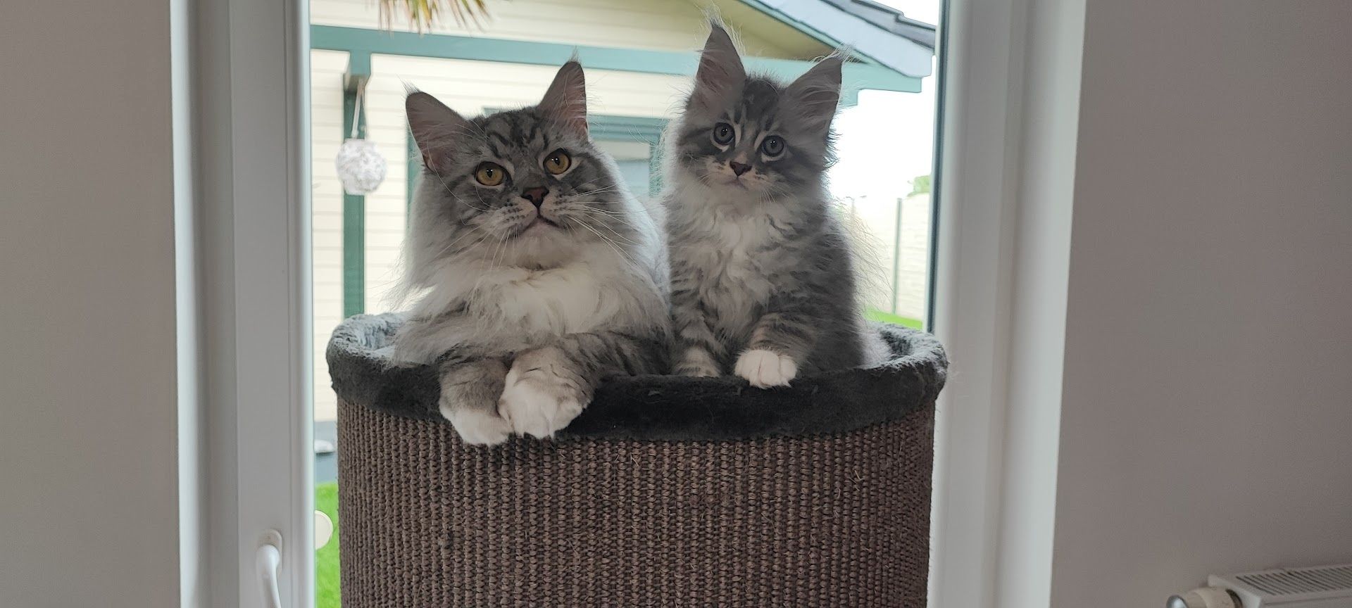 Maine Coon Kitten aus Schwalmtal