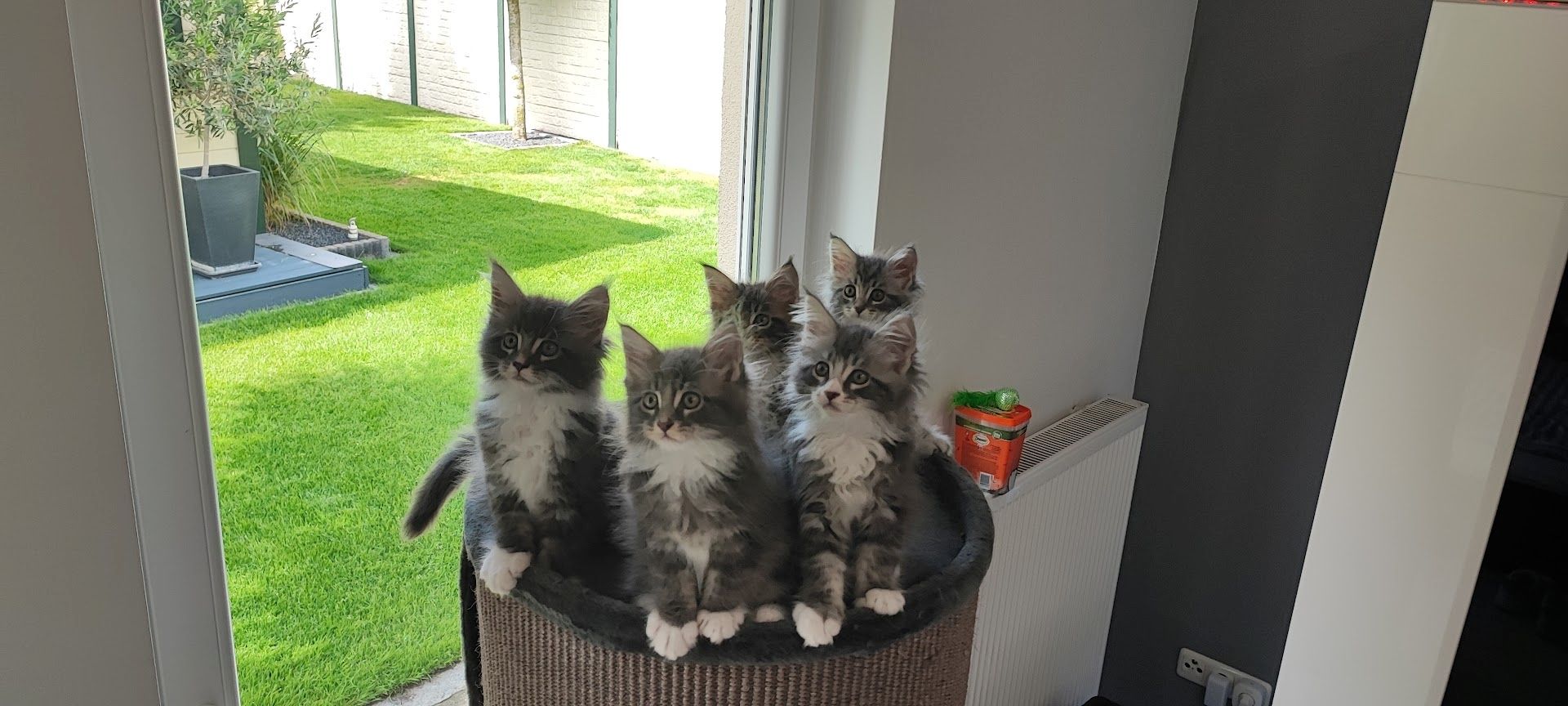 Maine Coon Kitten aus Schwalmtal