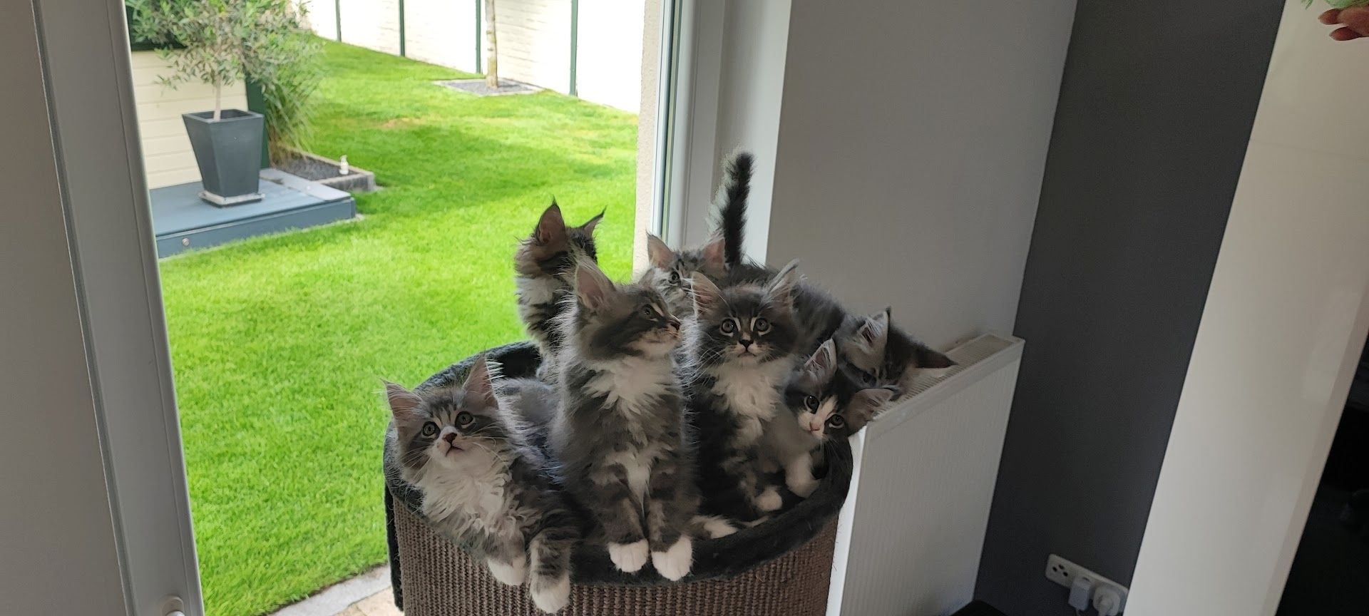 Maine Coon Kitten aus Schwalmtal