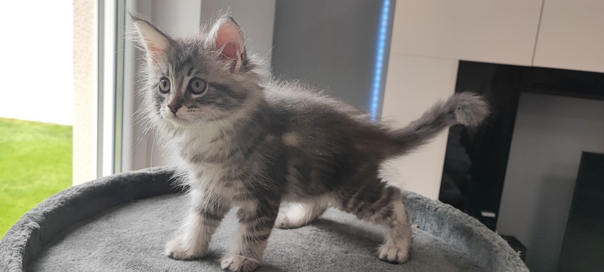 Maine Coon Kitten aus Schwalmtal