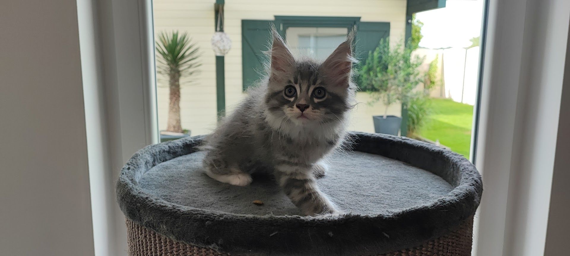 Maine Coon Kitten aus Schwalmtal