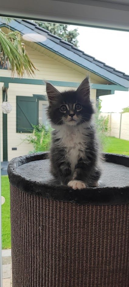 Maine Coon Kitten aus Schwalmtal
