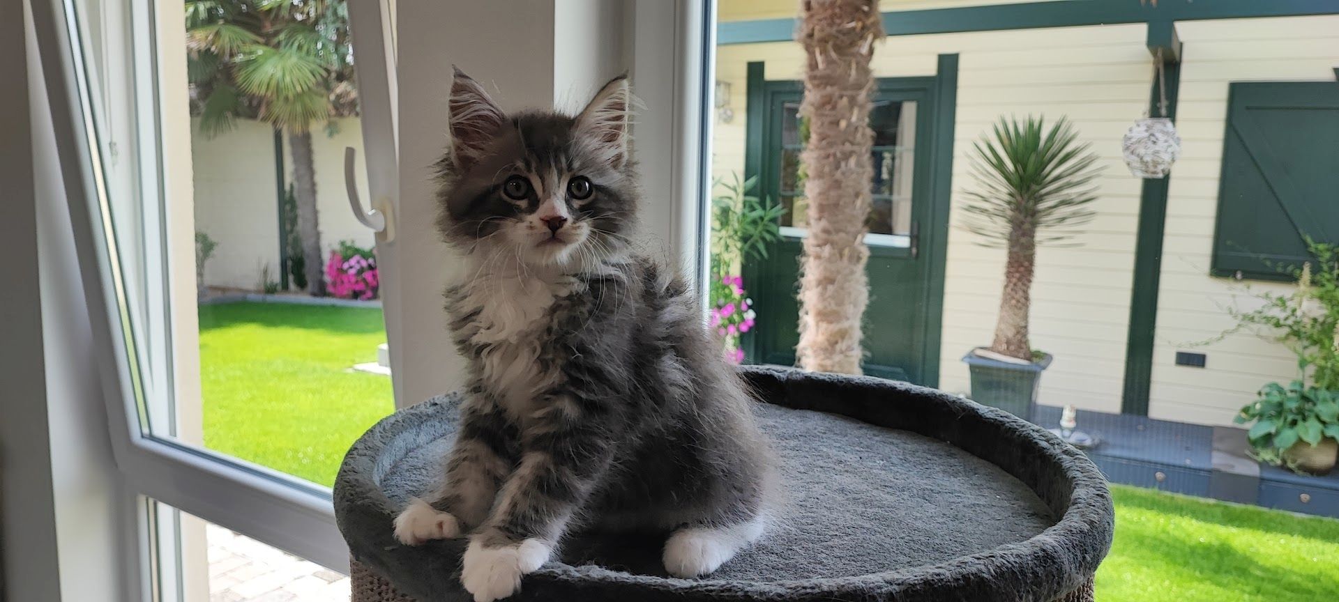 Maine Coon Kitten aus Schwalmtal