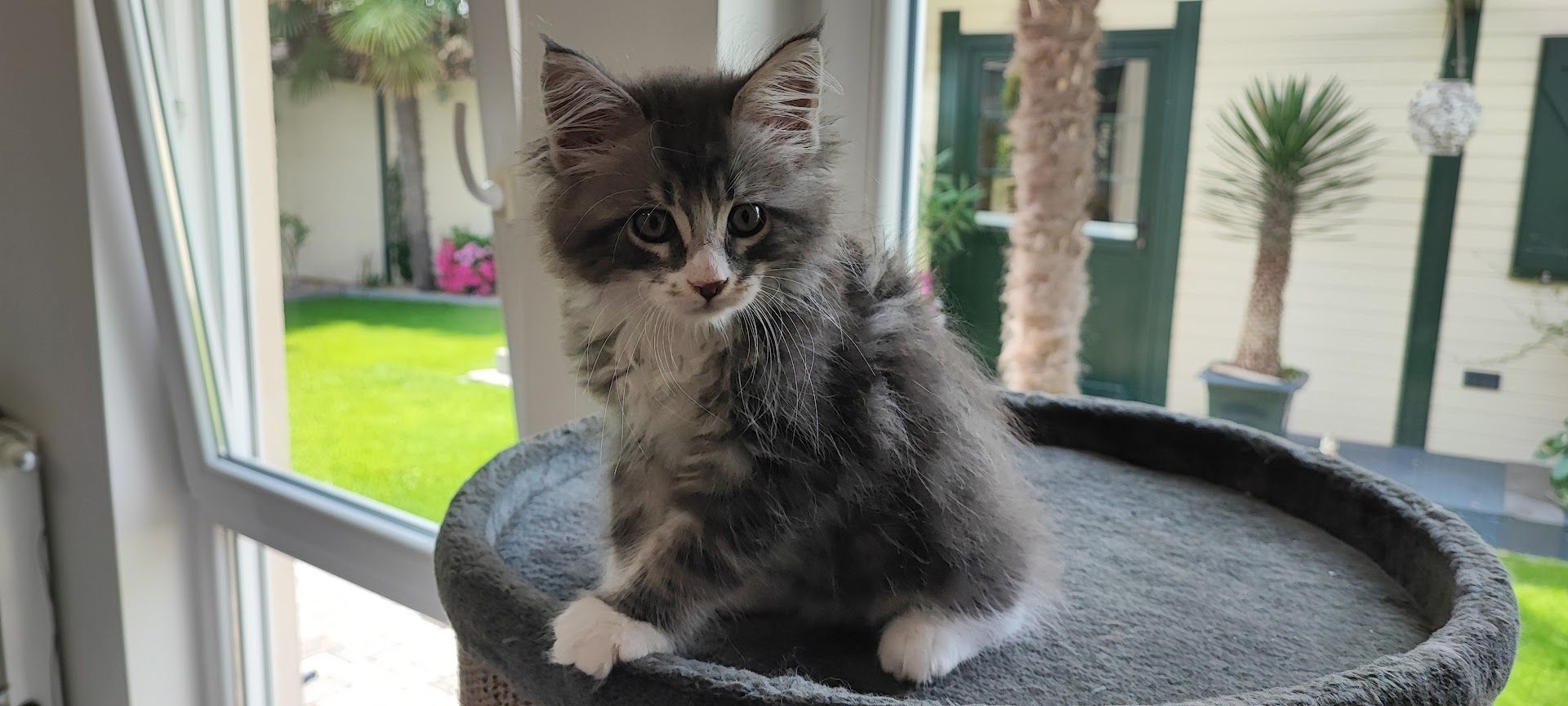Maine Coon Kitten aus Schwalmtal