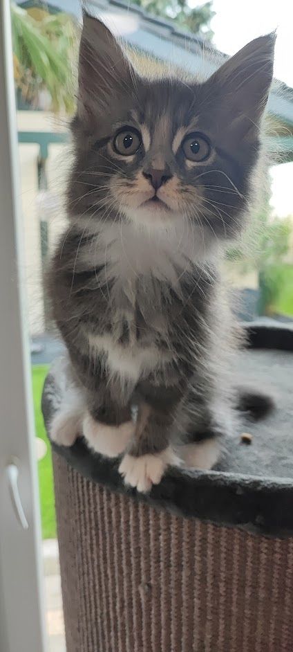 Maine Coon Kitten aus Schwalmtal