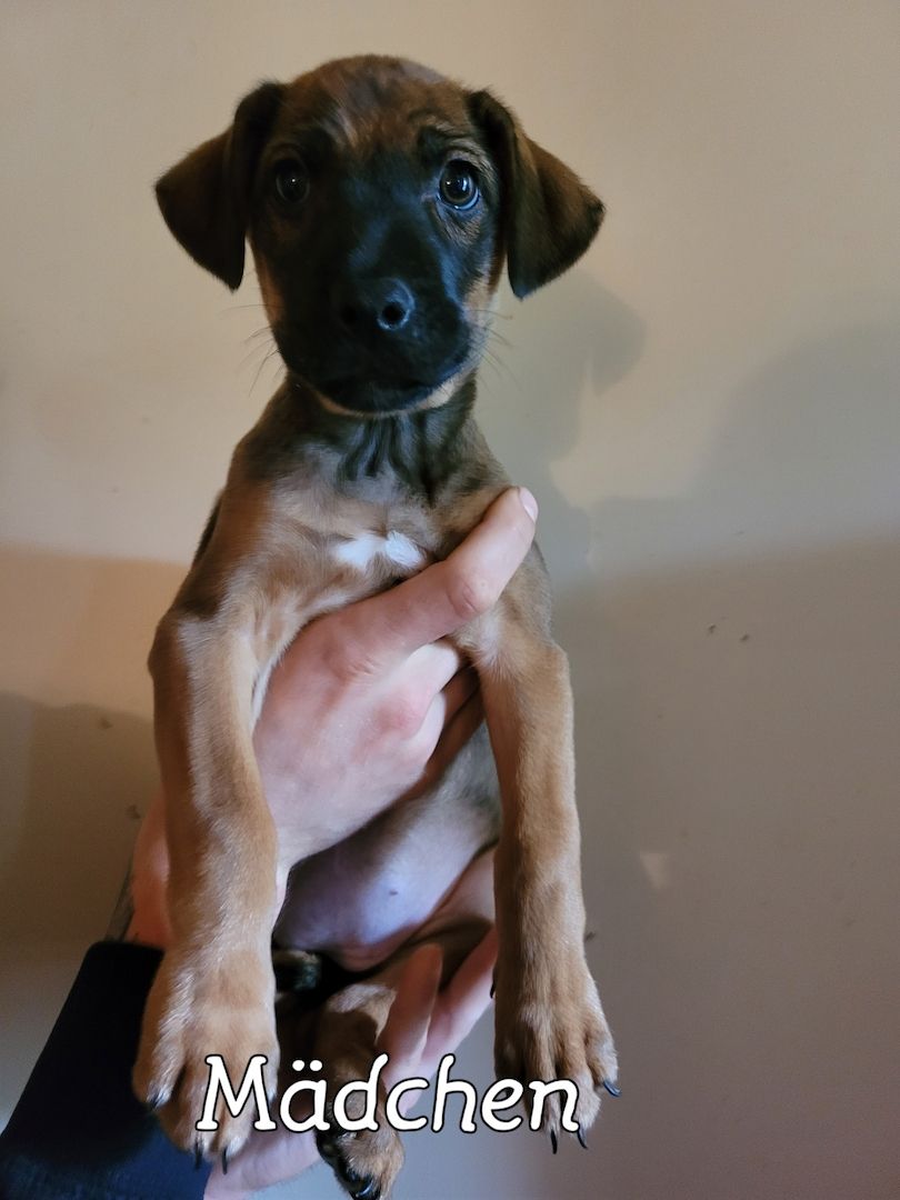 4 Racker suchen ihr perfektes zuhause