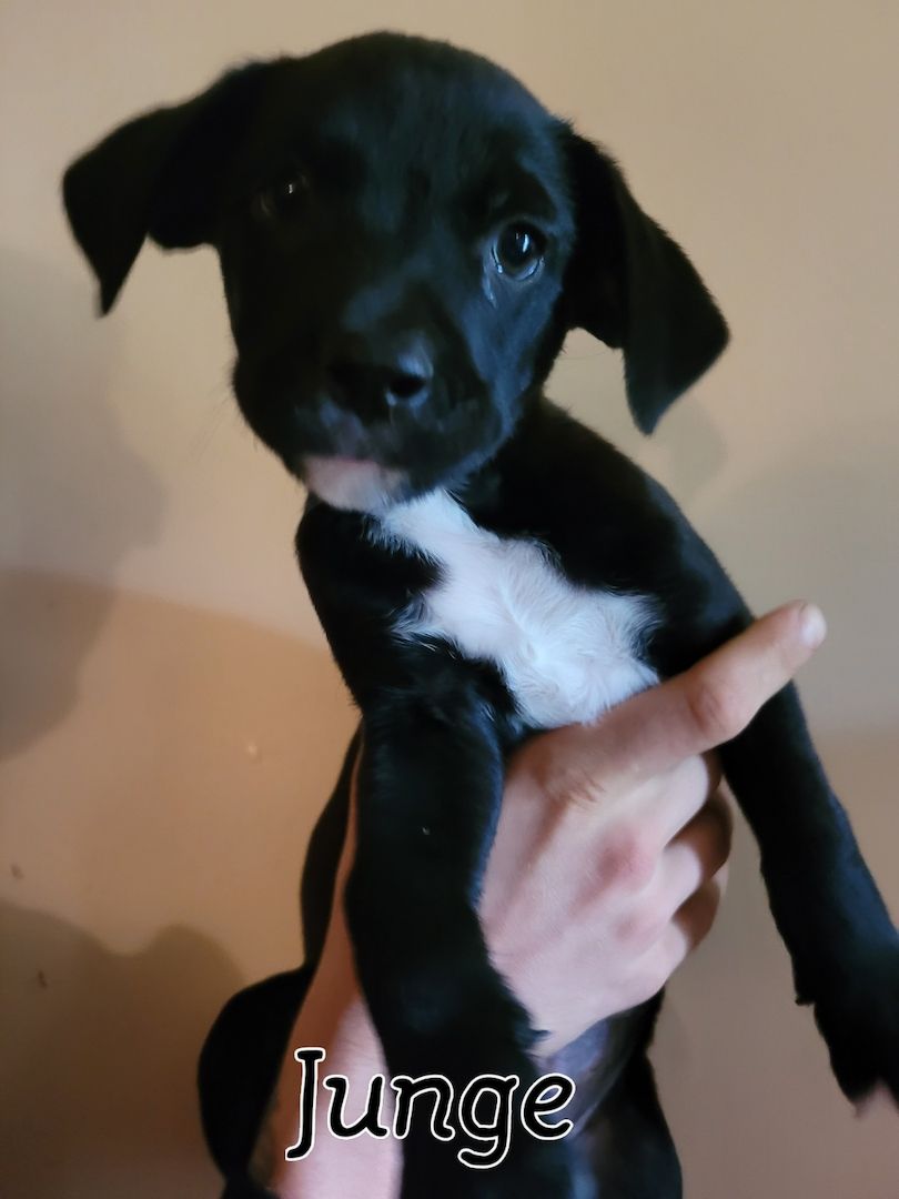 4 Racker suchen ihr perfektes zuhause