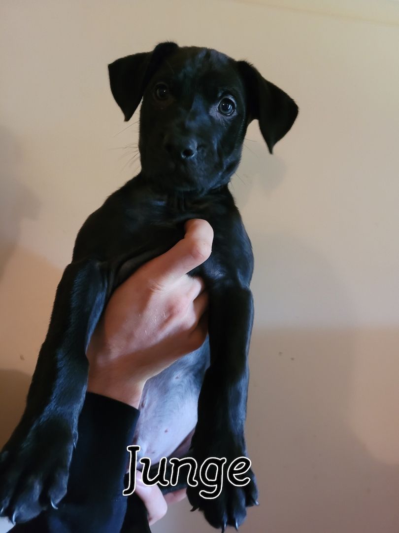 4 Racker suchen ihr perfektes zuhause