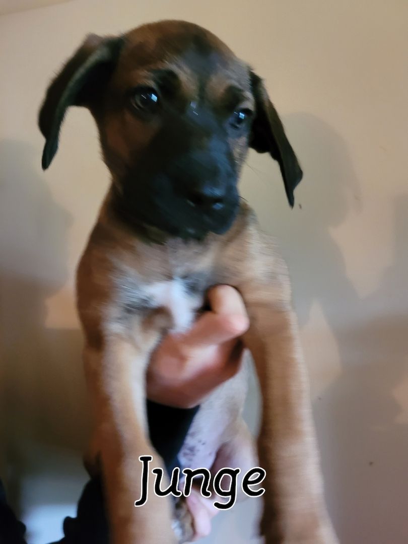 4 Racker suchen ihr perfektes zuhause