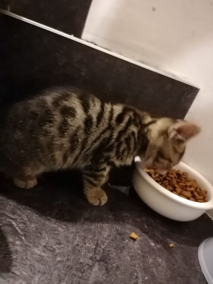 4x BABYKATZEN in guten Händen!