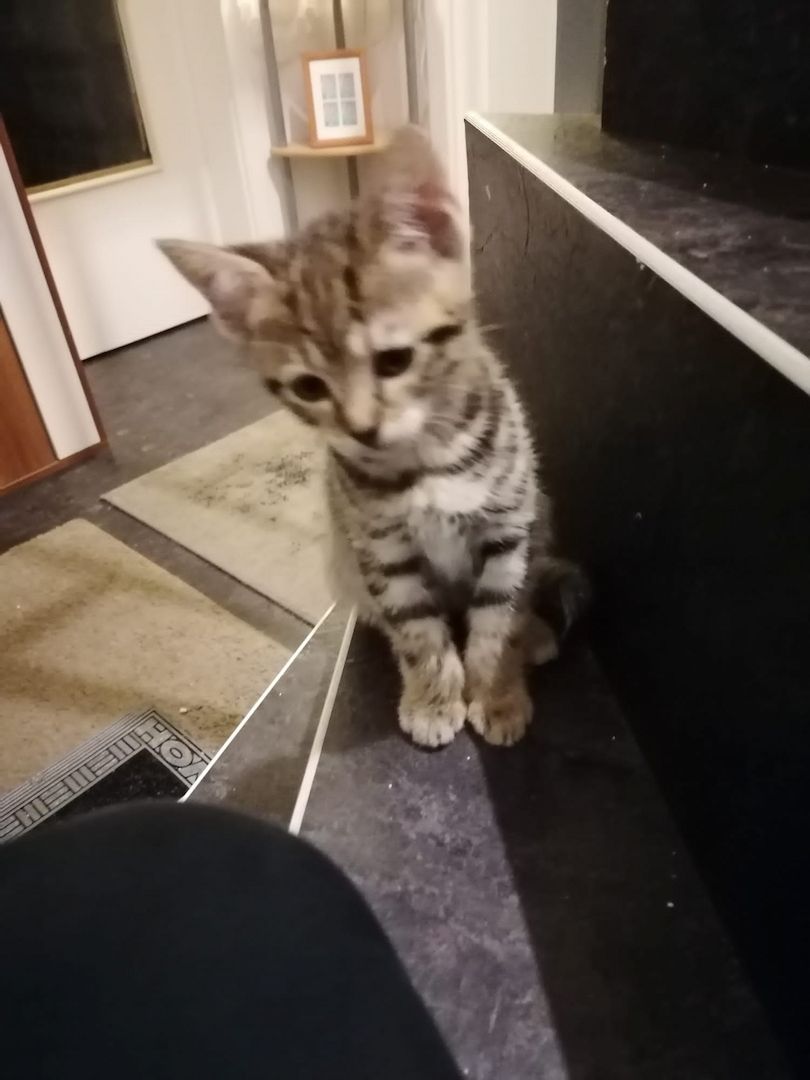 4x BABYKATZEN in guten Händen!