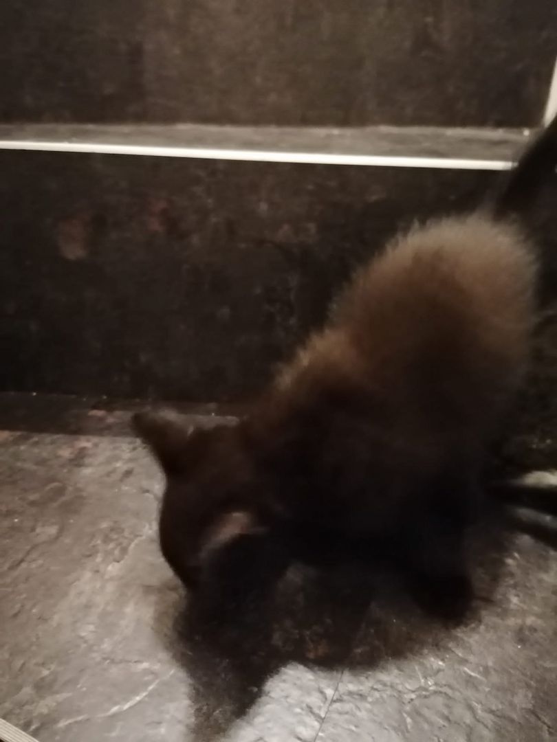 4x BABYKATZEN in guten Händen!