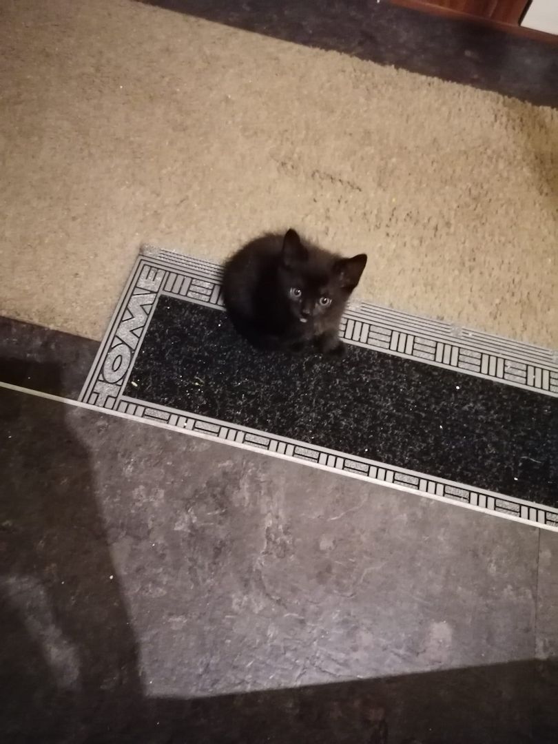 4x BABYKATZEN in guten Händen!