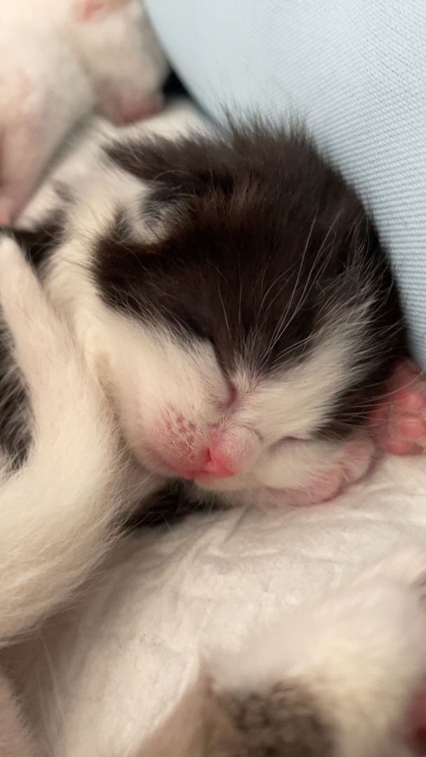 Main Coon, Bkh kitten Main Coon, Bkh kitten