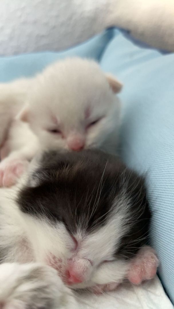 Main Coon, Bkh kitten Main Coon, Bkh kitten