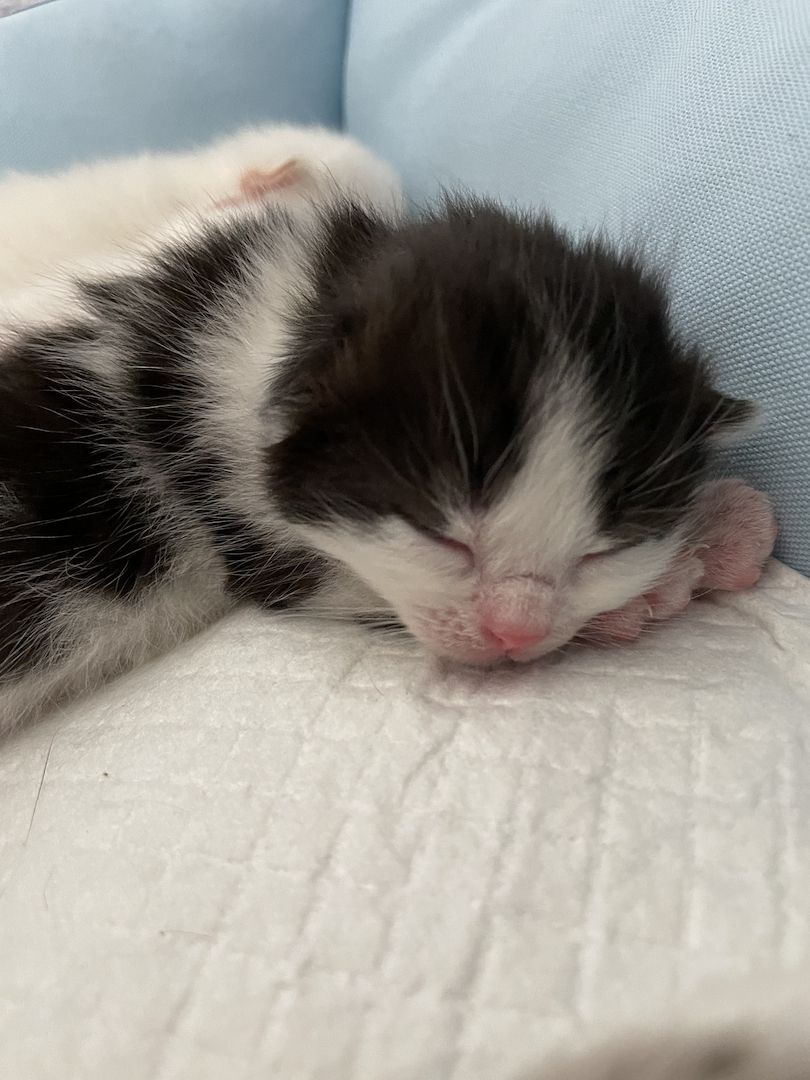 Main Coon, Bkh kitten Main Coon, Bkh kitten