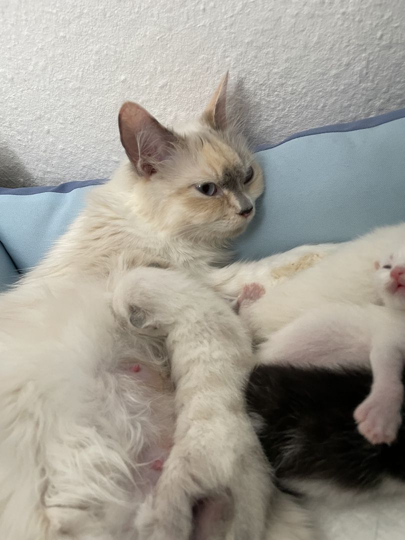 Main Coon, Bkh kitten Main Coon, Bkh kitten