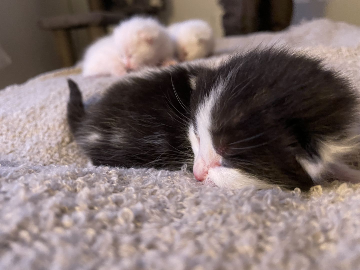 Main Coon, Bkh kitten Main Coon, Bkh kitten