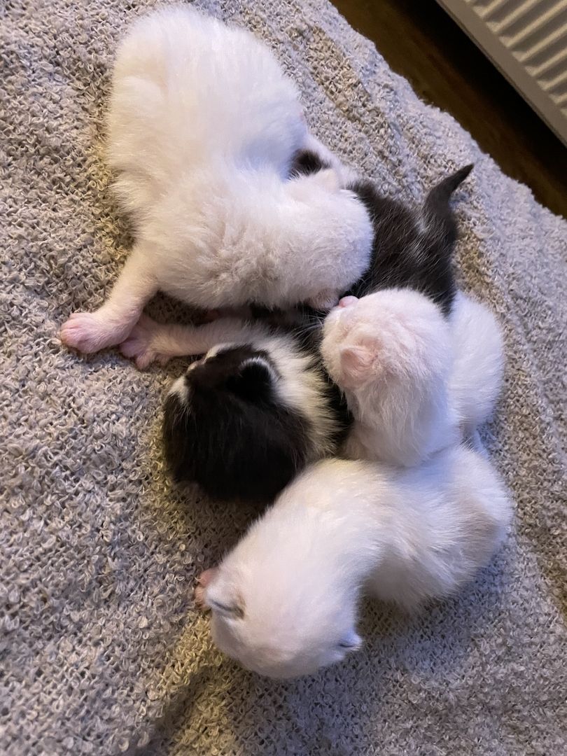 Main Coon, Bkh kitten Main Coon, Bkh kitten