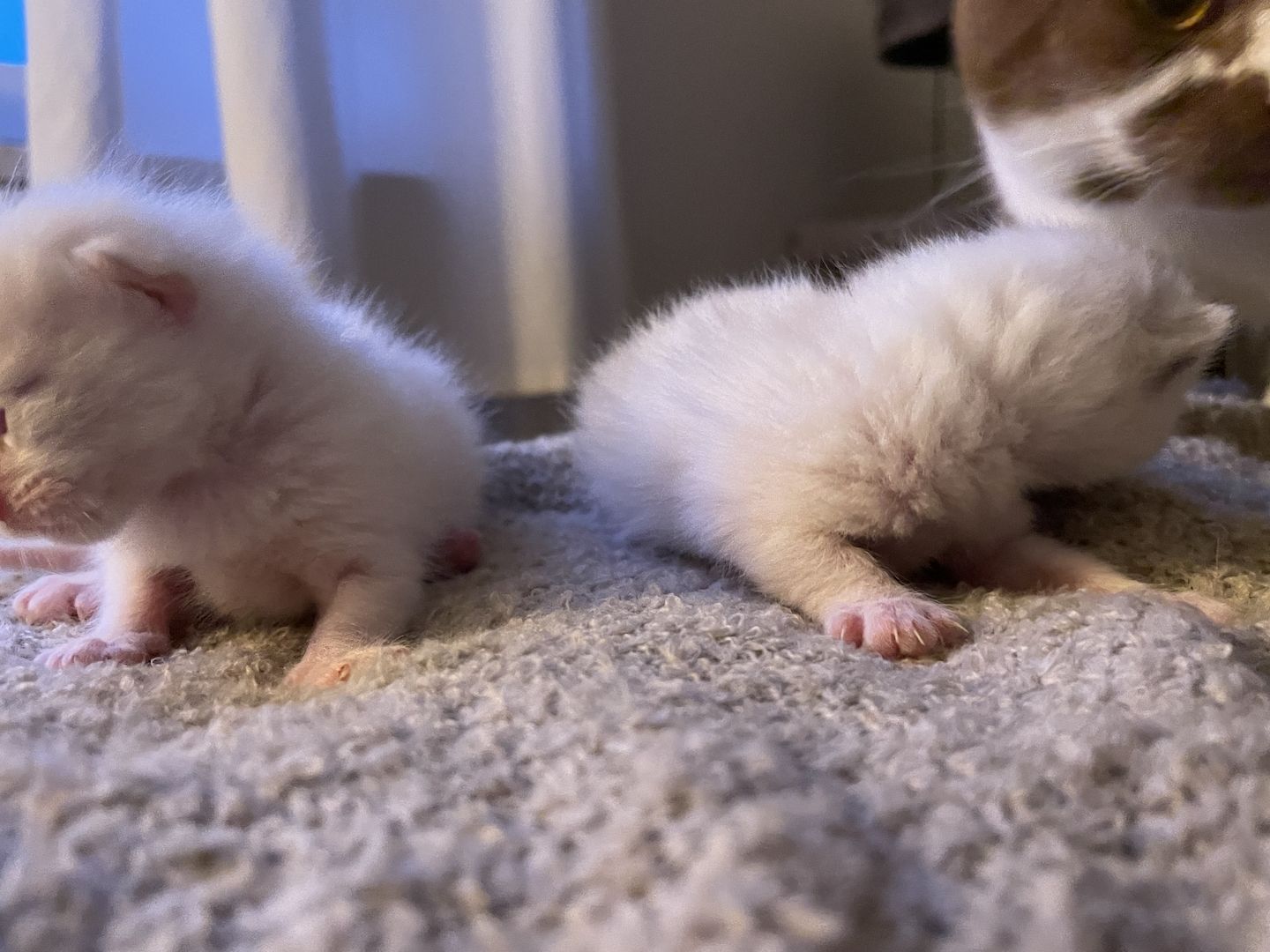 Main Coon, Bkh kitten Main Coon, Bkh kitten