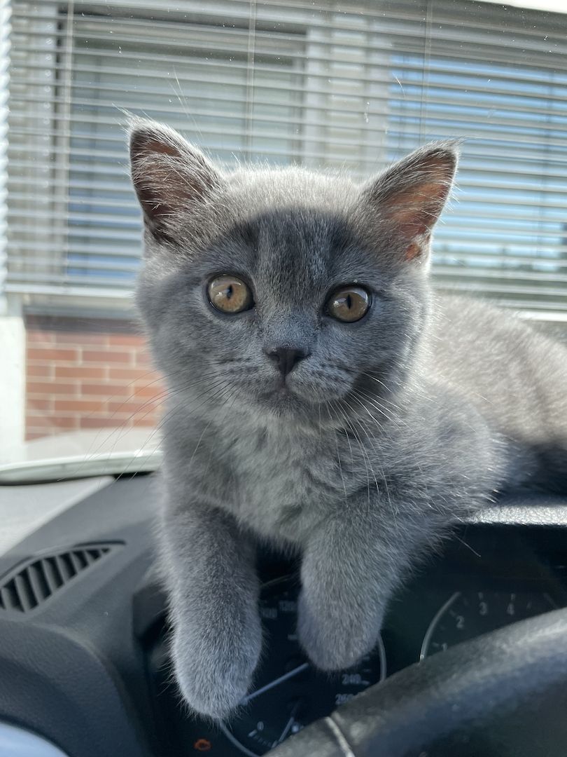 Britisch Kurzhaar Kater Britisch Kurzhaar Kater