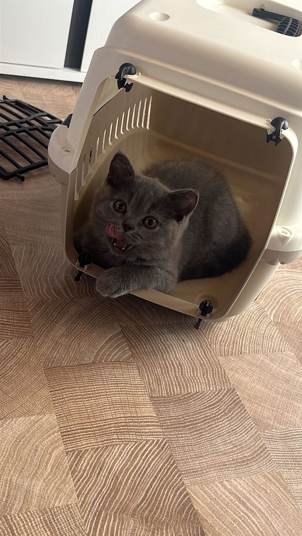 Britisch Kurzhaar Kater Britisch Kurzhaar Kater