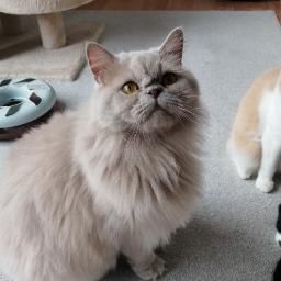 Kastrierter Britischlanghaarkater mit Stammbaum