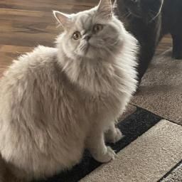 Kastrierter Britischlanghaarkater mit Stammbaum