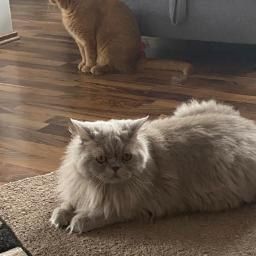 Kastrierter Britischlanghaarkater mit Stammbaum