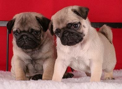 Liebe Mops Freunde, Mops Welpen Reinrassig