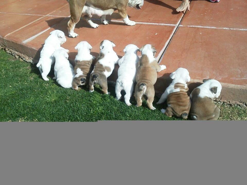 Reinrassige Englische Bulldogge - Schöner Junge auf der Suche ein neues Zuhause mit FCI Ahnentafel Reinrassige Englische Bulldogge - Schöner Junge auf der Suche ein neues Zuhause mit FCI Ahnentafel