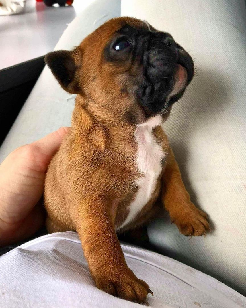 Französische Bulldoggen mit Papieren