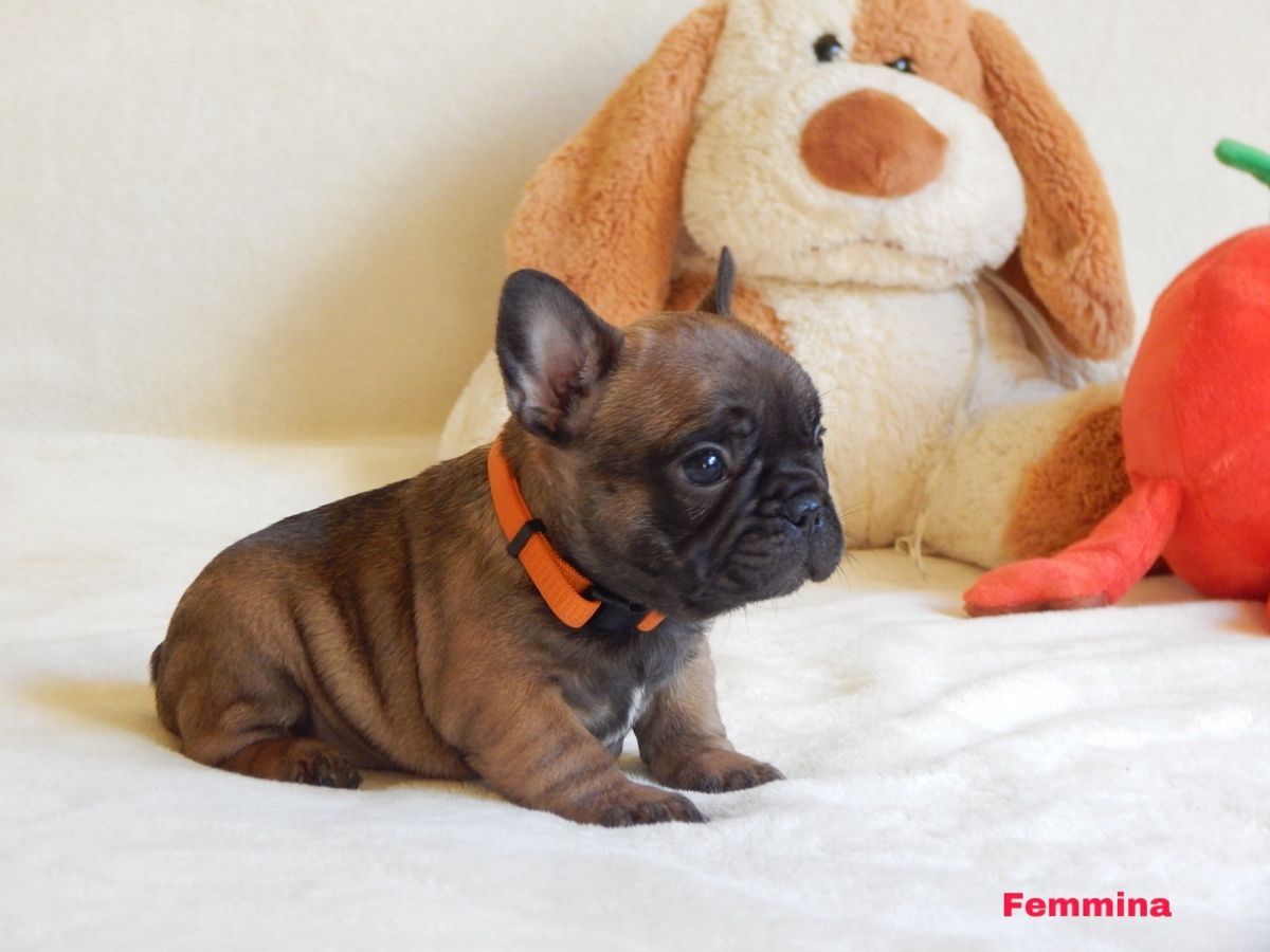 Französische Bulldoggen mit Papieren