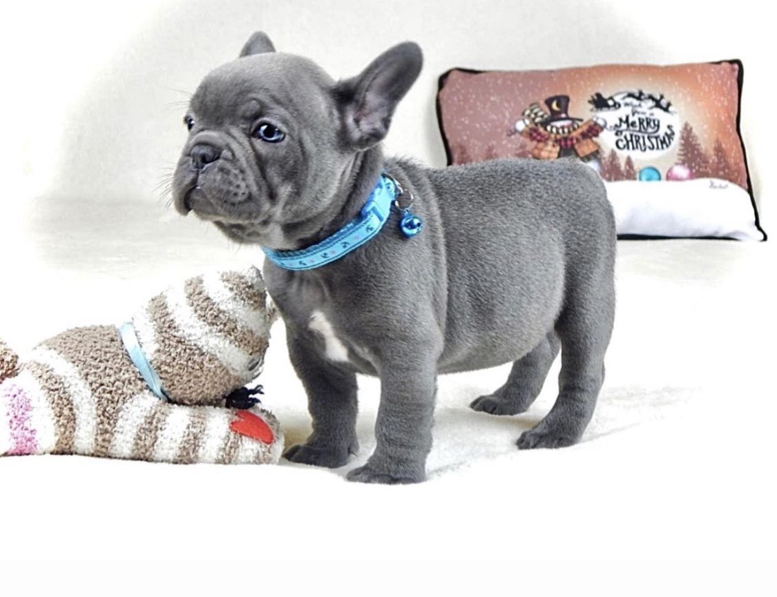 Französische Bulldoggen mit Papieren